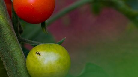 Ameisen im Gewächshaus können eine echte Plage sein Deshalb zeigen wir Ihnen in diesem Beitrag 10 Tipps, um Ameisen im Gewächshaus effektiv zu bekämpfen.