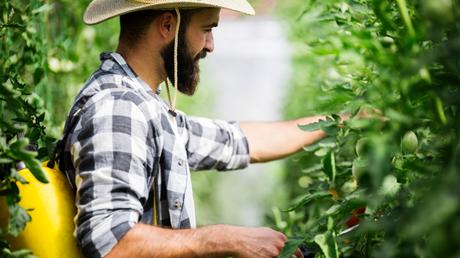 Sie können Ameisen im Gewächshaus natürlich auch mit chemischen Mitteln bekämpfen.