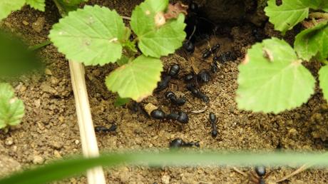 10 Wege Ameisen im Gewächshaus effektiv zu bekämpfen