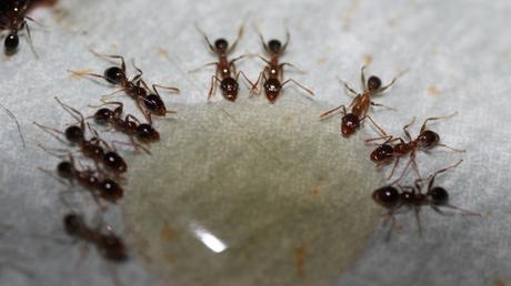 Ameisen im Gewächshaus einfach mit einer Ameisenfalle aus Honig und Bier   bekämpfen.