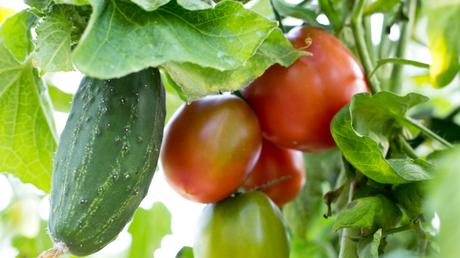 Wie sich zeigt, haben Gurken und Tomaten viel gemeinsam. Sowohl die aus tropischen Verhältnissen stammende Gurke als auch Tomaten, die ihren Ursprung in den südamerikanischen Hochgebirgen hat, mögen es warm und benötigen einen nährstoffhaltigen Boden. Zudem können sie zeitgleich in das Gewächshaus eingepflanzt werden und haben ähnliche Reifezyklen.
