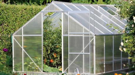 Tomaten im Gewächshaus anbauen ist eigentlich nicht schwierig. Wir zeigen Ihnen, wie's geht. Mit unserer Schritt für Schritt Anleitung.