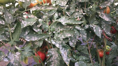 Einmal in der Woche sollte man seine Tomaten im Gewächshaus auf Schädlinge und Krankheiten untersuchen.
