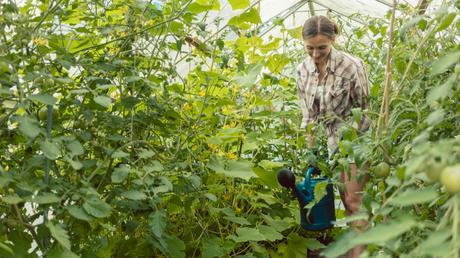 EIne Gießkanne gehört zu jedem guten Gewächshaus Zubehör dazu. Warum? Das erklären wir in unserem Beitrag.