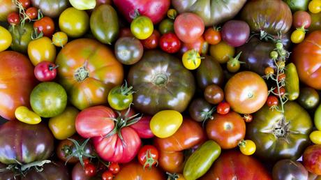 Welche Tomatensorten sollten Sie im Gewächshaus anpflanzen? Die Auswahl ist riesig, doch welche Sorten sind die besten?