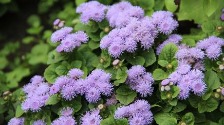 Leberbalsam Pflege geht ganz einfach. Wir zeigen alles, was Sie zu Standort, Gießen, Düngen, Vermehren und Überwintern wissen müssen.