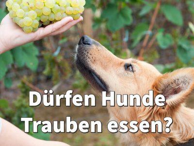 Dürfen Hunde Trauben essen? Weintrauben und Rosinen sind giftig für Hunde