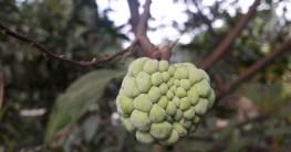 Chitosan: Test & Vergleich (05/2020) – MEDMENSCH