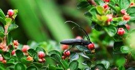 Chitosan: Test & Vergleich (05/2020) – MEDMENSCH