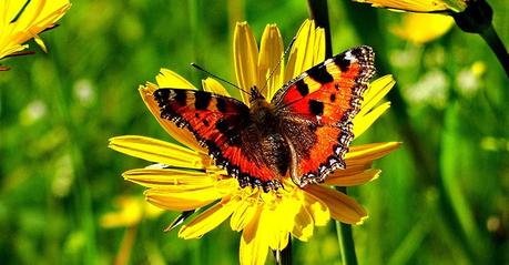 Bild der Woche: Bunter Schmetterling