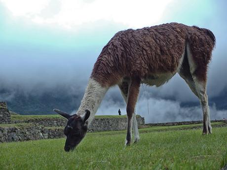 Machu Picchu – Meine Tipps zum Besuch der berühmten Inkastadt (2020)