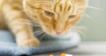 Katzen Tabletten geben