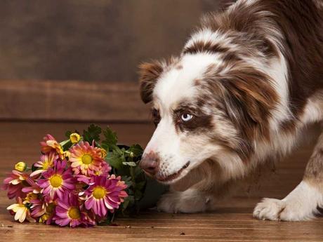 In diesem Beitrag gehts um 26 Pflanzen, die giftig für den Hund sind.