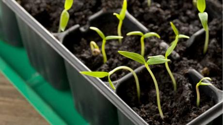 Anzuchtkasten kaufen: Gemüse, Blumen und Kräuter vorziehen