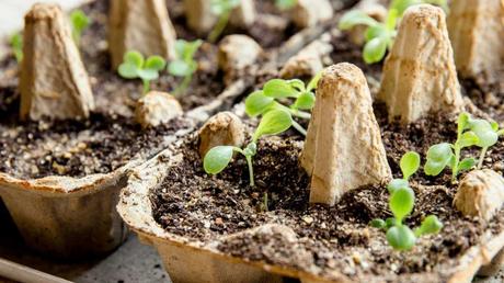 Sie können einen Anzuchtkasten aus Eierkartons ganz einfach selber machen