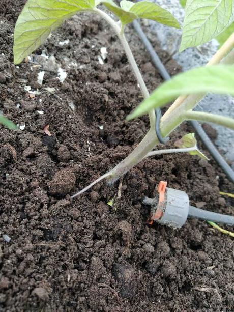 Sehr viel öfter können Systeme angewendet werden, die das Wasser tropfend, direkt zur Pflanze bringen. Hier funktioniert die Gartenbewässerung dann tropfend.