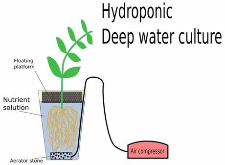 Die Tiefwasserkultur ist ein passives hydroponisches System