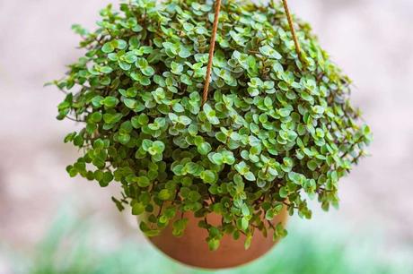 Das Kriechende Schönpolster ist bei Tieren eine beliebte Futterpflanze.
