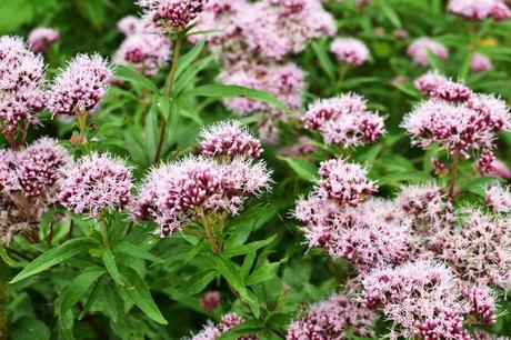 Unter den 3 der beliebtesten Zimmerpflanzen für Katzen ist Baldrian sicherlich dabei.