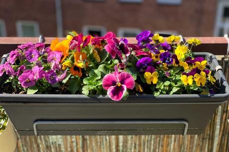 Die Viola cornuta sind die kleineren Geschwister des Stiefmütterchens und ebenfalls ungiftige Zimmerpflanzen für Katzen.