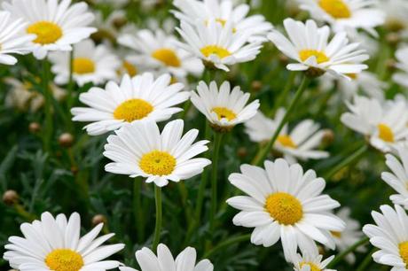 Auch die Margerite ist eine ungiftige Zimmerpflanzen für Katzen