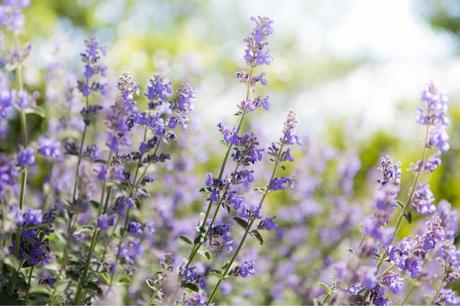 Eine weitere typische Pflanze, die Katzen lieben, ist die Katzenminze.