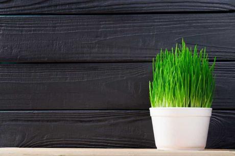 Die wohl gängigste Pflanze, die für Katzen nicht giftig, sondern gar gesund ist, ist Katzengras.