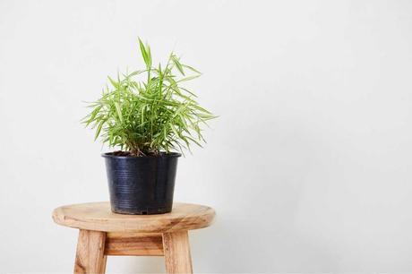 Damit ist der Zimmerbambus auch eine ungiftige Zimmerpflanze für Katzen.