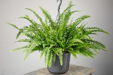 Der Schwertfarn ist eine ungiftige Zimmerpflanze für Katzen. Der Farn verzeiht es auch, wenn die Samtpfoten an ihm knabbern.
