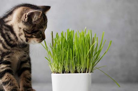 13 Ungiftige Zimmerpflanzen für Katzen!