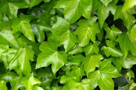 Die auch als Hedera helix bezeichnete Kletterpflanze ist ideal, um hohe Zäune, Gebäudefassaden und Mauern zu begrünen.