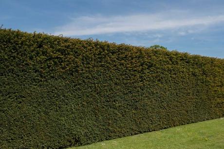 Die becher Eibe Hicksii ist perfekt als Sichtschutz für den Garten geeignet.