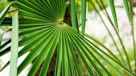 Hanfpalmen Pflege – Standort, Gießen, Düngen & Umtopfen