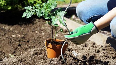 Rankhilfen unterstützen Tomatenpflanzen beim Wachstum im Tomatengewächshaus