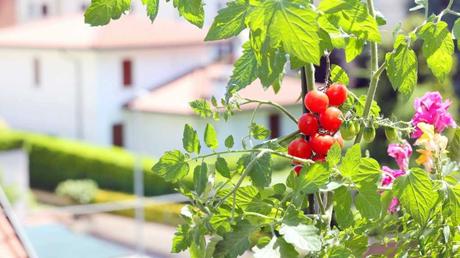 Das Wichtigste zu Tomatengewächshäusern auf einen Blick