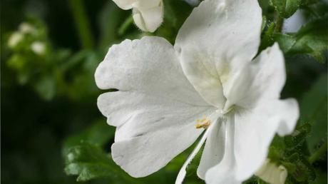 Bauernorchidee Pflege – Spaltblume einfach richtig pflegen