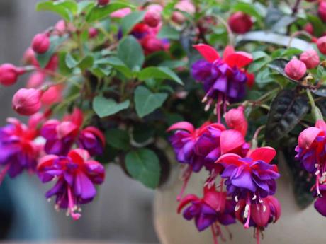 Diese blühende Zimmerpflanze besitzt hängende, weiße, rosa, lila oder rote glockenartige Blüten.