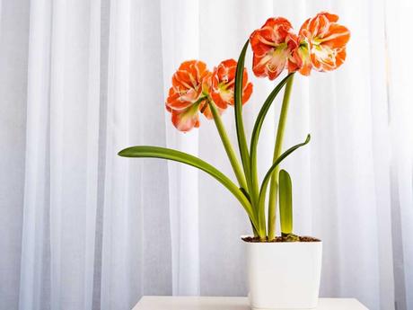 Die Amaryllis ist auch unter dem Namen Wunderblume bekannt und hat eine Blüte von Oktober bis März.