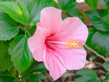 Der Hibiskus ist eine blühende Zimmerpflanze und die Nationalpflanze Hawaiis.