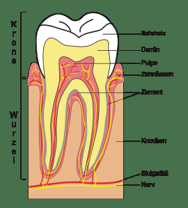 Zahnschmelzaufbau