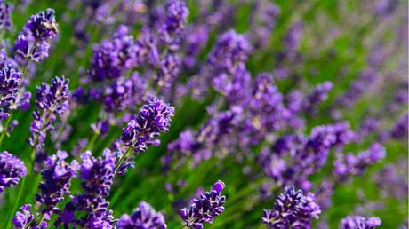 Der Lavendel ist eine schöne Pflanze, die sich in jedem Garten gut macht. Beachtet man bei der Lavendel Pflege einige Punkte, gelingt der Anbau garantiert.