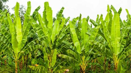 Bananenpflanzen sind sowohl drinnen als auch draußen ein Hingucker.