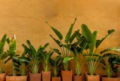 Die Bananenpflanze ist eine pflegeleichte Zimmerpflanze und überzeugt mit ihrem großen grünen Blättern.