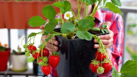 Mit der richtigen Erdbeeren Pflege können Sie auf Ihrem Balkon nicht nur leckere Früchte ernten, sondern handeln auch bienenfreundlich.