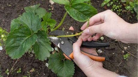 Bei der Erdbeeren Pflege ist es wichtig, die Pflanzen regelmäßig zu schneiden.
