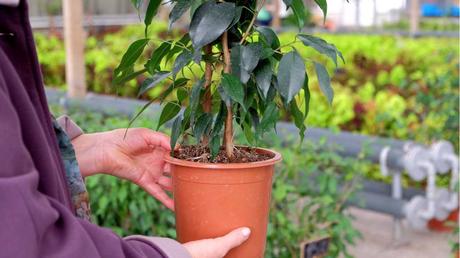 Die richtige und regelmäßige Feigenbaum Pflege ist sehr wichtig, damit die Pflanze gut wächst und gedeiht.