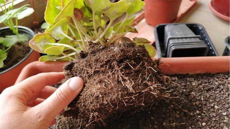 Bei der Alpenveilchen Pflege gibt es tatsächlich einiges zu beachten, jedoch lohnt sich der Aufwand, da die Pflanze wunderschön blüht.