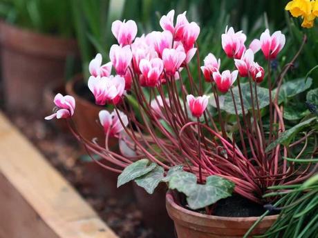 Die Alpenveilchen Pflege ist sehr wichtig, damit Sie lange etwas von der Pflanze haben. Sie kann sowohl im Haus als auch im Garten kultiviert werden.