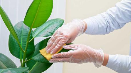 Der Gummibaum zeichnet sich unter anderem durch seine großen und robusten Blätter aus.