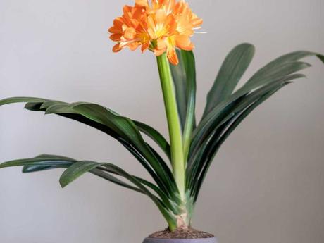 Die Klivie ist eine schöne blühende Zimmerpflanze, jedoch giftig für Hunde. 